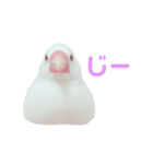 あざとい文鳥スタンプ（個別スタンプ：3）