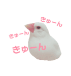 あざとい文鳥スタンプ（個別スタンプ：4）