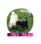 キンの幸せ（個別スタンプ：12）