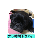キンの幸せ（個別スタンプ：13）