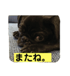 キンの幸せ（個別スタンプ：14）