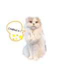 ねこ代表ドラみ達の日常使えるスタンプ（個別スタンプ：1）