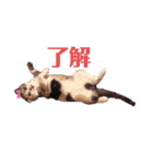 ねこ代表ドラみ達の日常使えるスタンプ（個別スタンプ：7）