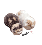 ねこ代表ドラみ達の日常使えるスタンプ（個別スタンプ：12）