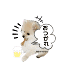 ポメラニアン  NEMURI（個別スタンプ：2）