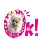 ポメラニアン  NEMURI（個別スタンプ：5）