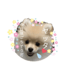 ポメラニアン  NEMURI（個別スタンプ：40）