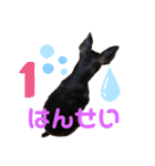 ミニチュアピンシャーの日常⑴（個別スタンプ：2）