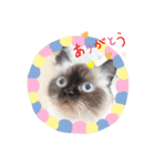 ひめまる☆スタンプ（個別スタンプ：6）