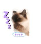 ひめまる☆スタンプ（個別スタンプ：7）
