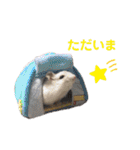 家のハムちゃん（個別スタンプ：5）