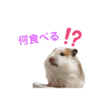 家のハムちゃん（個別スタンプ：6）