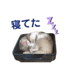 家のハムちゃん（個別スタンプ：11）