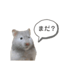 家のハムちゃん（個別スタンプ：12）