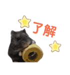 家のハムちゃん（個別スタンプ：14）