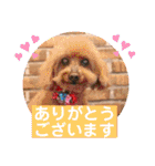 トイプー 萌娘にゃん 日常会話（個別スタンプ：2）