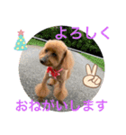 トイプー 萌娘にゃん 日常会話（個別スタンプ：4）