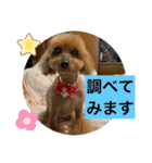 トイプー 萌娘にゃん 日常会話（個別スタンプ：12）