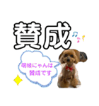 トイプー 萌娘にゃん 日常会話（個別スタンプ：15）