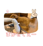 トイプー 萌娘にゃん 日常会話（個別スタンプ：25）