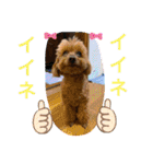 トイプー 萌娘にゃん 日常会話（個別スタンプ：30）