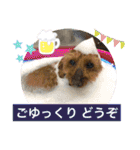 トイプー 萌娘にゃん 日常会話（個別スタンプ：33）