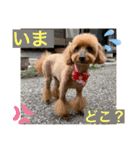 トイプー 萌娘にゃん 日常会話（個別スタンプ：34）
