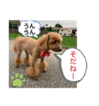 トイプー 萌娘にゃん 日常会話（個別スタンプ：36）
