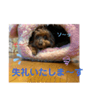 トイプー 萌娘にゃん 日常会話（個別スタンプ：38）