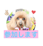 トイプー 萌娘にゃん 日常会話（個別スタンプ：40）
