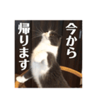 リリーいろいろ（個別スタンプ：1）