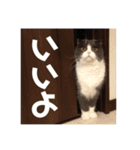 リリーいろいろ（個別スタンプ：3）