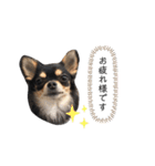チワワのまろちゃん☆仕事用（個別スタンプ：3）