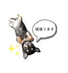 チワワのまろちゃん☆仕事用（個別スタンプ：4）