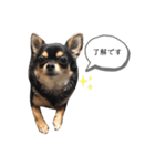 チワワのまろちゃん☆仕事用（個別スタンプ：6）