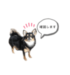 チワワのまろちゃん☆仕事用（個別スタンプ：9）