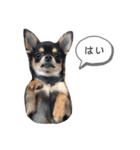 チワワのまろちゃん☆仕事用（個別スタンプ：12）