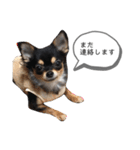チワワのまろちゃん☆仕事用（個別スタンプ：13）