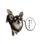 チワワのまろちゃん☆仕事用（個別スタンプ：18）