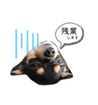 チワワのまろちゃん☆仕事用（個別スタンプ：19）