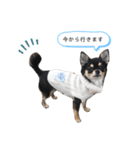 チワワのまろちゃん☆仕事用（個別スタンプ：20）