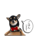 チワワのまろちゃん☆仕事用（個別スタンプ：21）