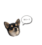チワワのまろちゃん☆仕事用（個別スタンプ：25）