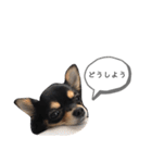 チワワのまろちゃん☆仕事用（個別スタンプ：27）