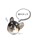 チワワのまろちゃん☆仕事用（個別スタンプ：28）