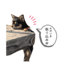 チワワのまろちゃん☆仕事用（個別スタンプ：30）