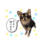 チワワのまろちゃん☆仕事用（個別スタンプ：31）