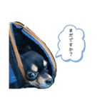 チワワのまろちゃん☆仕事用（個別スタンプ：32）