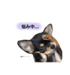 チワワのまろちゃん☆仕事用（個別スタンプ：38）