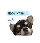 チワワのまろちゃん☆仕事用（個別スタンプ：39）